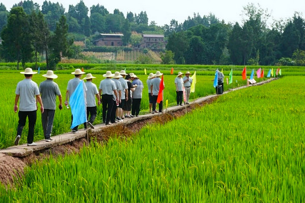 <b>水稻、玉米重大品种比较试验观摩会在资中举行</b>